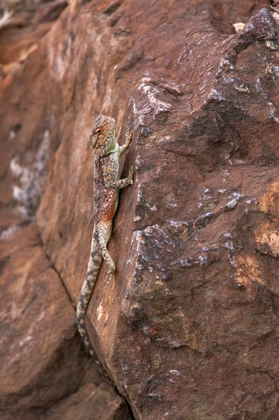 Brown rocks greenish brown lizard
